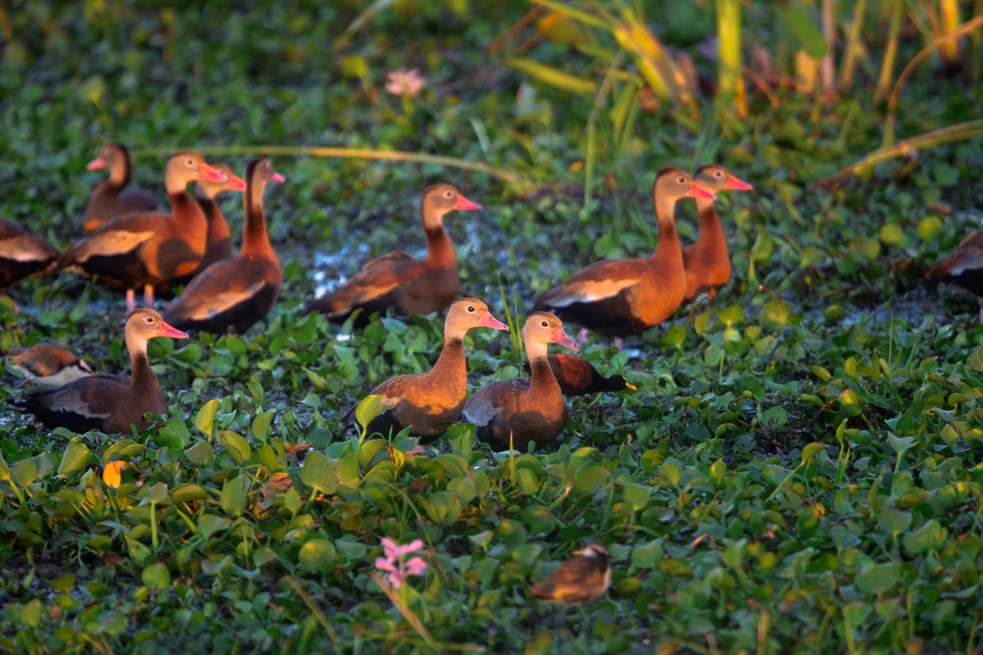 Palo Verde NP - Ducks at sunrise